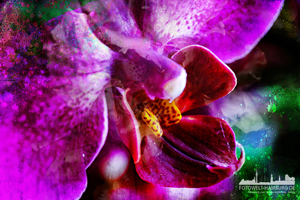 Orchidee Florales Wandbild - Bild auf Leinwand, Acrylglas oder Alu-Dibond
