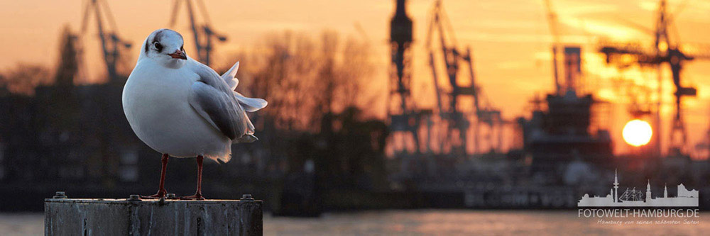 Hamburger Hafen Bild auf Leinwand - Sonnenuntergang mit Möwe