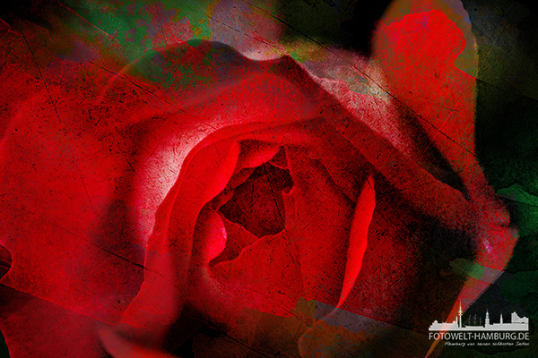 Rote Rose Florales Wandbild - Bild auf Leinwand, Acrylglas oder Alu-Dibond