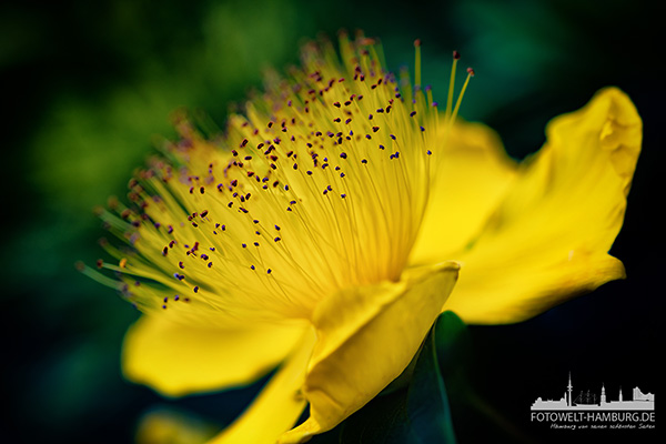 Gelbe Blüte - Blumenbild auf Leinwand, Acrylglas oder Alu-Dibond