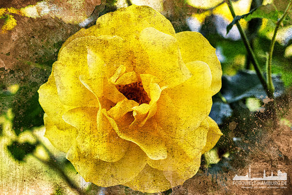 Gelbe Rose Florales Wandbild - Bild auf Leinwand, Acrylglas oder Alu-Dibond