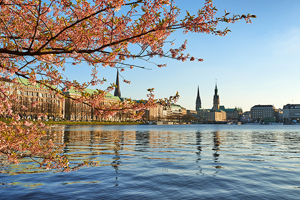 Kirschblüten an der Alster - Bild auf Leinwand