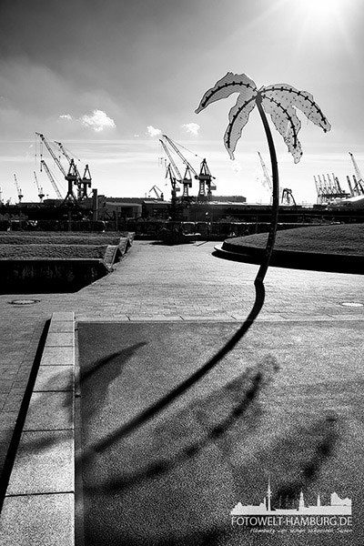 Hamburg Park Fiction Palmen in schwarzweiss - Bild auf Leinwand
