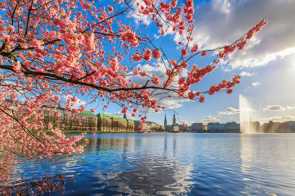 Kirschblüten an der Alster - Hamburg Bild auf Leinwand, Acrylglas oder als Poster