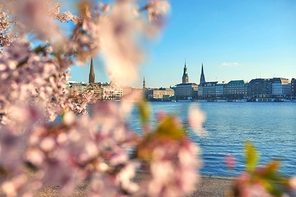 Kirschblüte an der Binnenalster - Speicherstadt und Elbphilharmonie Bild auf Leinwand, Acrylglas, Akustikbild oder als Poster