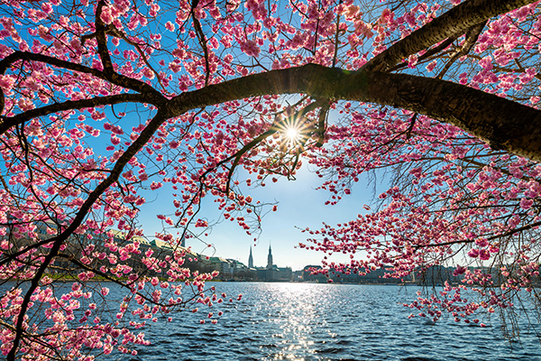 Kirschblüten im Sonnenlicht - Hamburg Alster Bild auf Leinwand, Acrylglas oder als Poster
