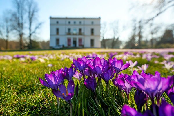 Krokus im Jenischpark - Bild auf Leinwand, Acrylglas oder als Poster
