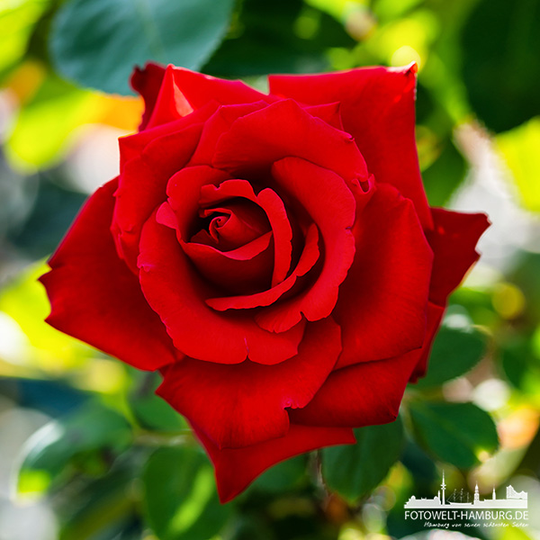 Rote Rose - Bild auf Leinwand, Acrylglas oder Alu-Dibond