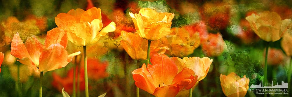 Tulpenpanorama Florales Wandbild - Bild auf Leinwand, Acrylglas oder Alu-Dibond