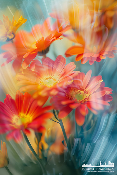 Gerberas II Florales Wandbild - Bild auf Leinwand, Acrylglas oder Alu-Dibond