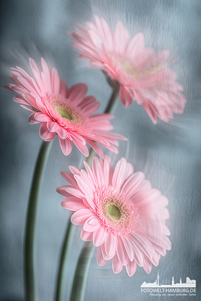 Gerberas Florales Wandbild - Bild auf Leinwand, Acrylglas oder Alu-Dibond